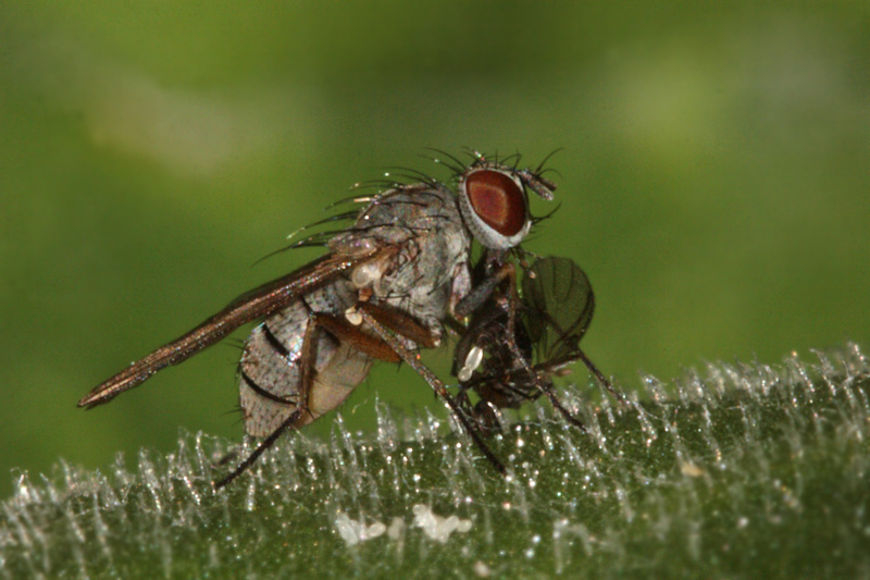 Coenosia sp. che preda altro dittero (Sciaridae?)